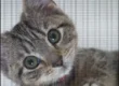 gatito con letras